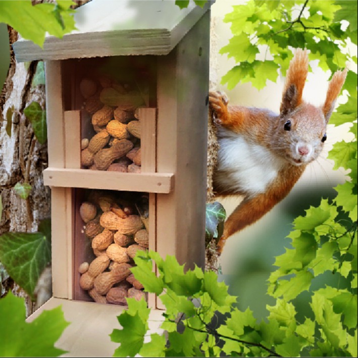 Holz Junior V: Eichhörnchen-Futterhaus (im November)